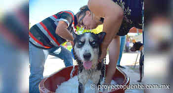 Ante presencia de casos de Rickettsia al norte de Hermosillo, autoridades y activistas llevan jornada integral de salud - Proyecto Puente