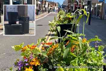 Watford BID blasts 'selfish' town centre floral display vandals