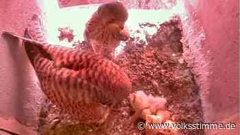 Otto ist digital: Wie eine Magdeburgerin mithilfe künstlicher Intelligenz Falken beschützt - Volksstimme