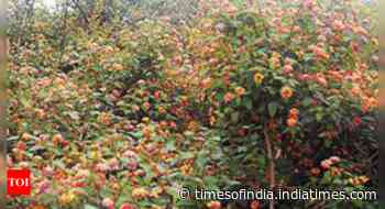 Karnataka: Forest department weeds out lantana to restore grasslands in BR Hills Temple Tiger Reserve - Times of India