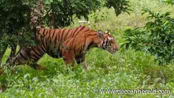 Tiger in Mysuru village far away from forest scares residents - Deccan Herald