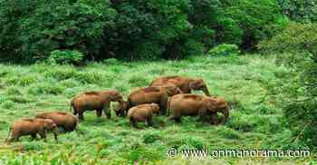 Forest ministry plans to declare Kerala's Gavi as tiger conservation area | Onmanorama - Onmanorama