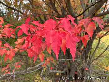 The story behind Saskatoon's secret forest | CTV News - CTV News Saskatoon