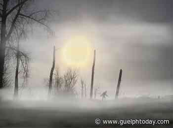 WATCH: Searching for Sasquatch, one Ontario forest at a time - GuelphToday