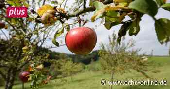 Bischofsheim: Beitritt zum Landschaftspflegeverband? - Echo Online