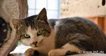 Tier der Woche: Wer gibt Katze Lipstick ein Zuhause? - Mindener Tageblatt