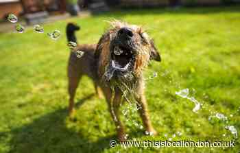 Pets at Home & Vets4Pets' tips on keeping pets cool in heatwave