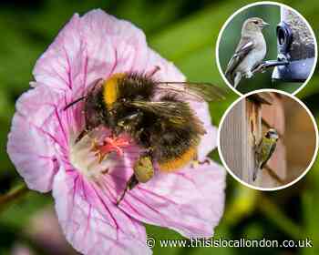 Wildlife garden could add £27k to house value - how to achieve it