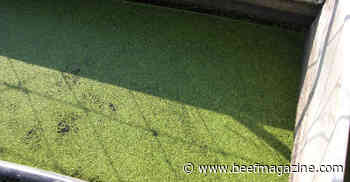 Algae in livestock water tanks can be toxic