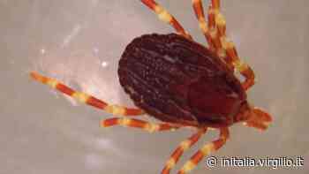 Lecco, allarme zecca gigante sul Lario: cosa sta succedendo - inItalia