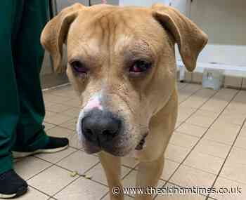 RSPCA braces itself as animal cruelty cases set to rise - The Oldham Times