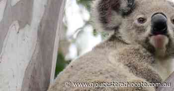 More koala deaths at Vic site amid probe - Gloucester Advocate