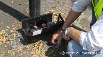 Derattizzazione, disinfestazione larvicida e adulticida: gli interventi di luglio - Qui Mesagne