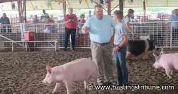Fillmore County hog show brings praise, learning | News | hastingstribune.com - Hastings Tribune