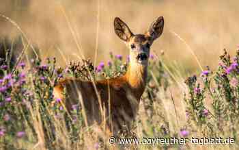 Schwer verletztes Reh "regungslos" in Bayreuth gefunden: Tierrettung suchte nach seinem Nachwuchs - Bayreuther Tagblatt