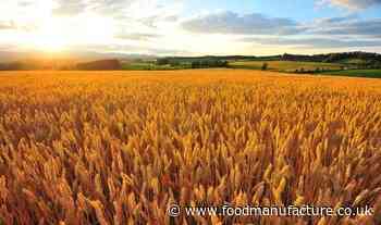 Global wheat production can be doubled, say scientists