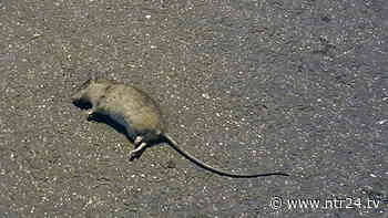 Benevento, le regole da seguire per evitare il proliferare di topi e zanzare - NTR24