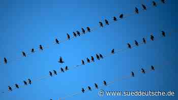 Naturschützer fordern besseren Schutz für Vögel vor Stromtod - Süddeutsche Zeitung - SZ.de