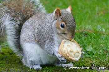 Ils sont environ 2,7 millions, au Royaume-Uni, un contraceptif contre la prolifération des écureuils gris