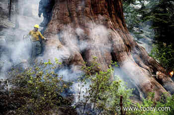 How crews are racing to save ancient sequoias in Yosemite amid explosive wildfire