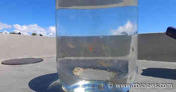 Dime-sized jellyfish with 'extremely painful' sting found off Rhode Island - CBS Boston