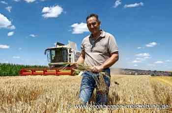 Erntebeginn im Altkreis - Landwirte sind vorsichtig optimistisch - Leonberger Kreiszeitung