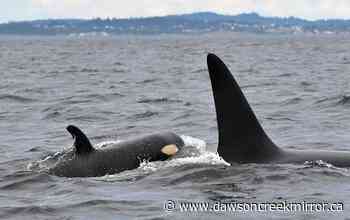 Researchers name newest baby orca spotted in B.C. waters - Dawson Creek Mirror