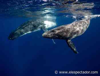 Contaminación acústica por minas en aguas profundas se extiende por grandes áreas - El Espectador