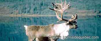 Sept caribous forestiers sont nés en captivité en 2022