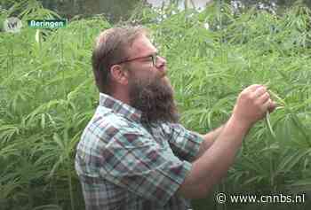 Boer uit Beringen legt nog eens uit dat je van HENNEP niet stoned wordt - CNNBS.nl - CNNBS