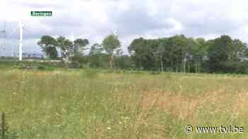 Beringen is derde grootste ontbosser van Vlaanderen - TV Limburg