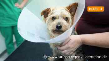 Streit um Falschparken in Pfuhl eskaliert: Hund muss eingeschläfert werden