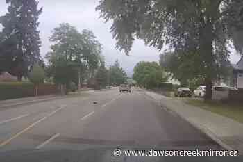 Kelowna driver intentionally hits crow with car - Dawson Creek Mirror