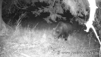 Der Bär ist in der Region angekommen: DNA-Nachweis versetzt Almbauern in Alarmbereitschaft