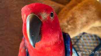 Der Tag: Dieser sprechende Papagei vertrieb Einbrecher - n-tv NACHRICHTEN
