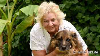 Tierische Heldin: Schäferhündin vertrieb Einbrecher in Groß-Umstadt - BILD