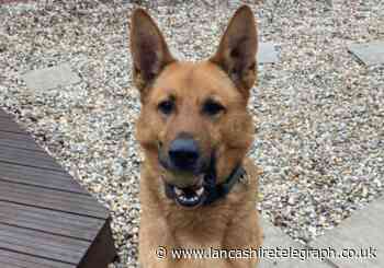 Police dog helps to catch three men in £50k cannabis bust