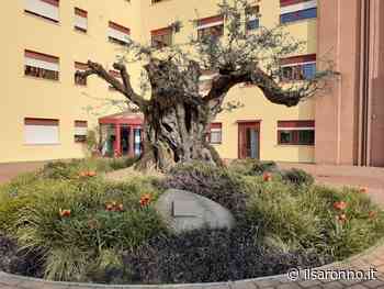 Le Rsa di Saronno tutte covid free - ilSaronno