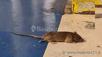 Topi in fabbrica alla Stellantis di Melfi - Basilicata24 - Basilicata24
