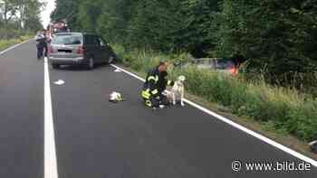 Frontal-Unfall bei Bonn! Zwei Fahrer und ein Hund verletzt - BILD