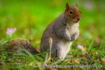 Contraception for grey squirrels could eradicate “pest” in non-lethal way