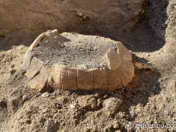 Arqueólogos descobrem restos mortais de tartaruga grávida em Pompeia - ZAP Notícias - ZAP