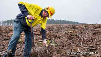 Rains bring 'perfect conditions' for 3 million trees planted in NSW