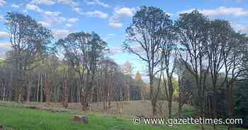 Calling all hikers, runners, walkers: Trail in Bald Hill to partially close - Corvallis Gazette-Times