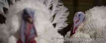 Grippe aviaire: des éleveurs de volailles de plus en plus inquiets