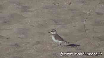 MANDURIA - Riserve Naturali, il Fratino: piccolo, ma importante. Un video - ManduriaOggi