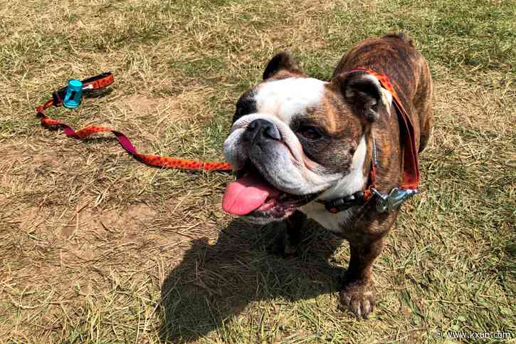 Austin animal clinic sees increase in pet heat injuries, gives tips for owners