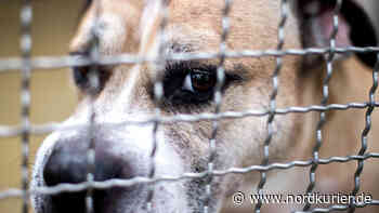 Vermehrt Vorfälle mit beißenden Hunden in Templin - Nordkurier