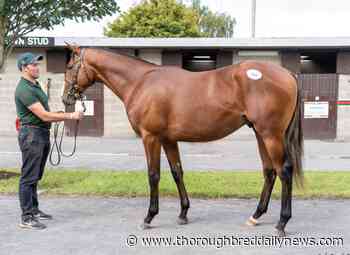 Observations: Luxembourg's Brother on Show at Killarney - Thoroughbred Daily News