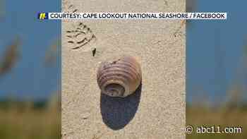 Giant tun found at Cape Lookout National Seashore